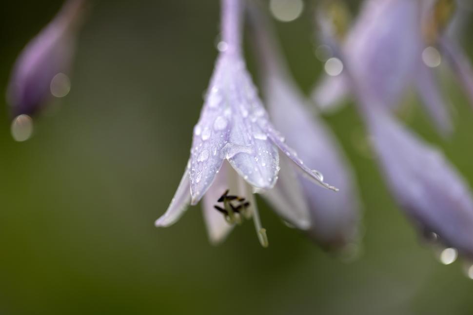 Free Image of Delicate flowers glistening after a summer rain 