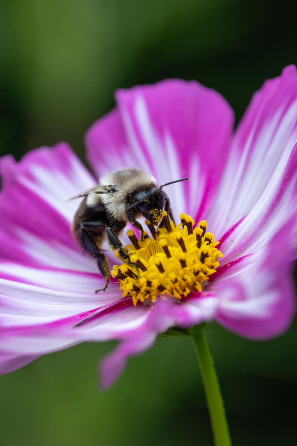 Free Image of Busy bee pollinating a vibrant flower in nature 