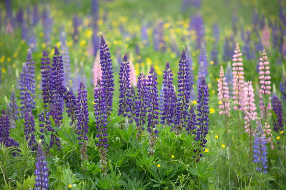 Free Image of Vibrant wildflowers bloom in a lush meadow during spring 