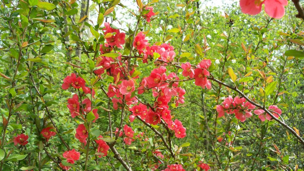 Free Image of Collection of various flowers 