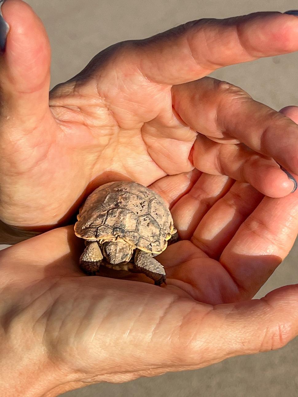 Free Image of Newly hatched desert tortoise baby held gently in open hands during sunny outdoor moment 