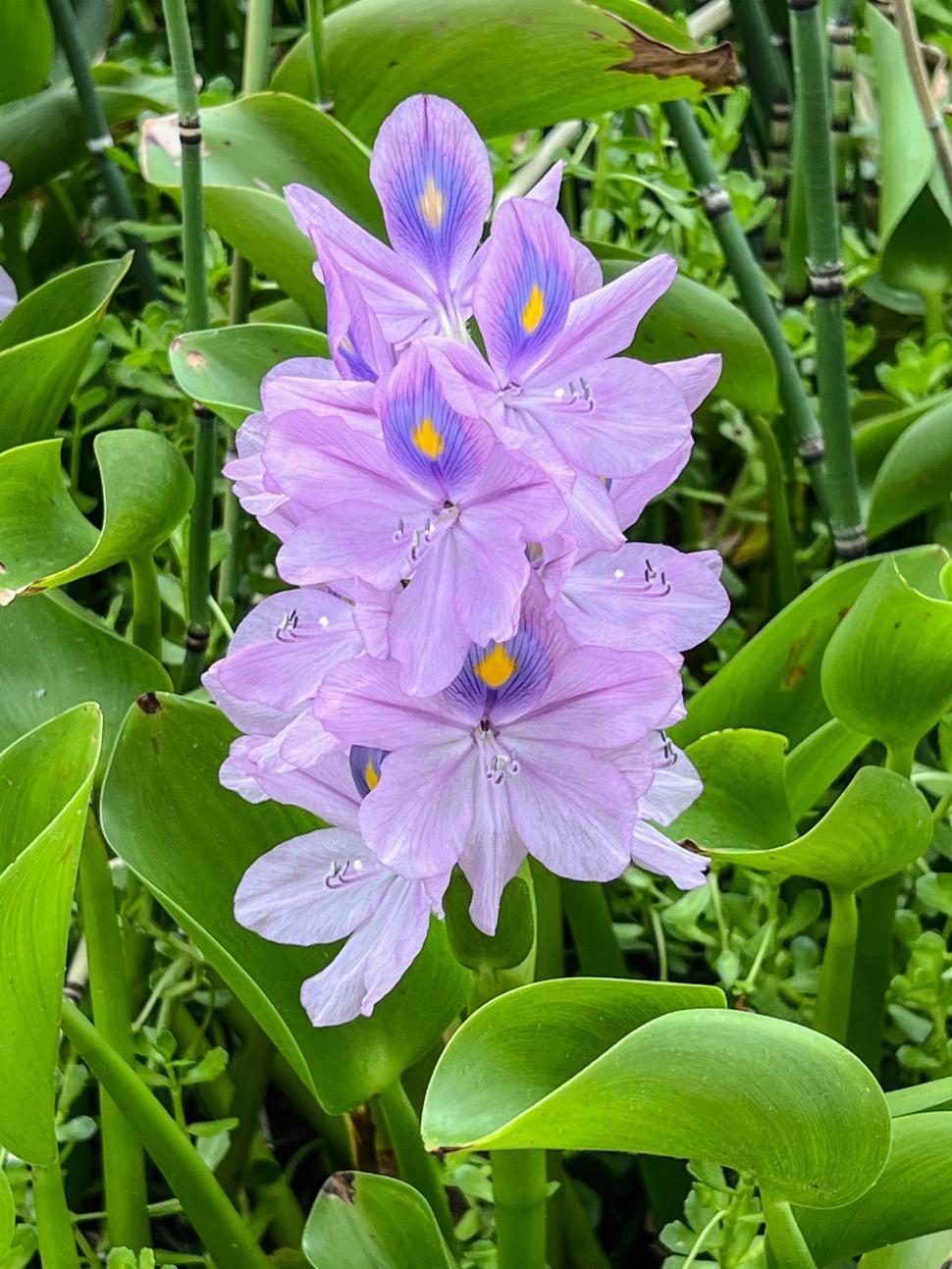 Free Image of Beautiful purple water hyacinth blooming in a lush green setting 