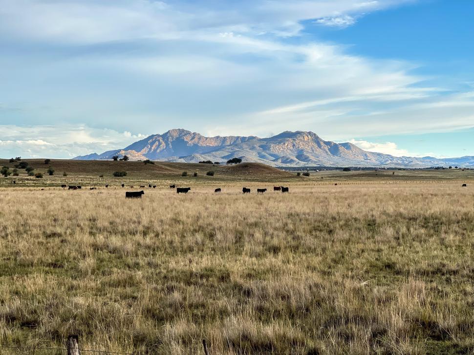 Free Image of Mountain landscape with cattle grazing in a vast grassy field 