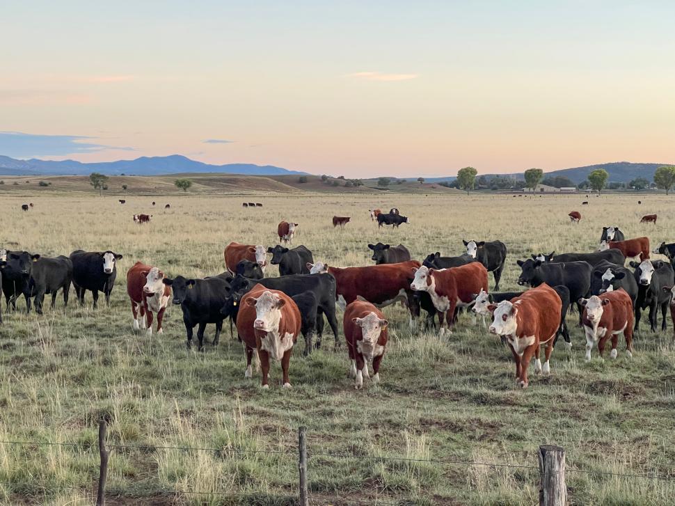 Free Image of Cattle grazing peacefully in an open field during sunset in the countryside 