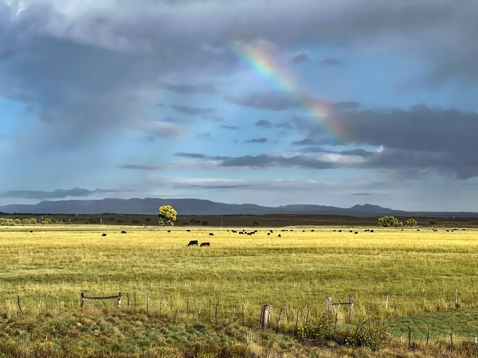 Free Image of Cattle grazing peacefully in an expansive field under a rainbow in clear skies 