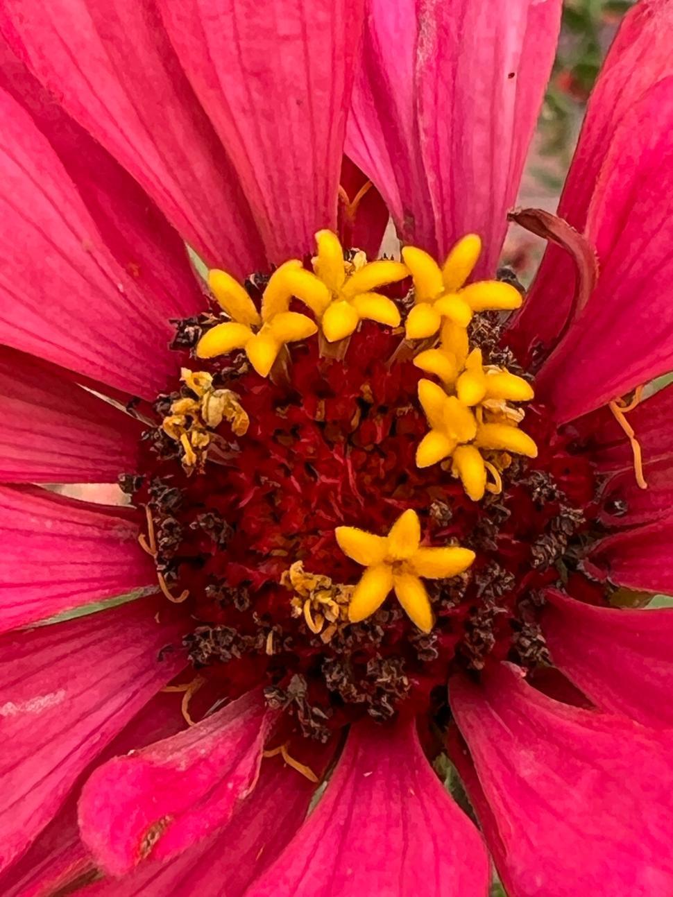 Free Image of Bright pink flower with yellow petals and pollen close-up in nature 