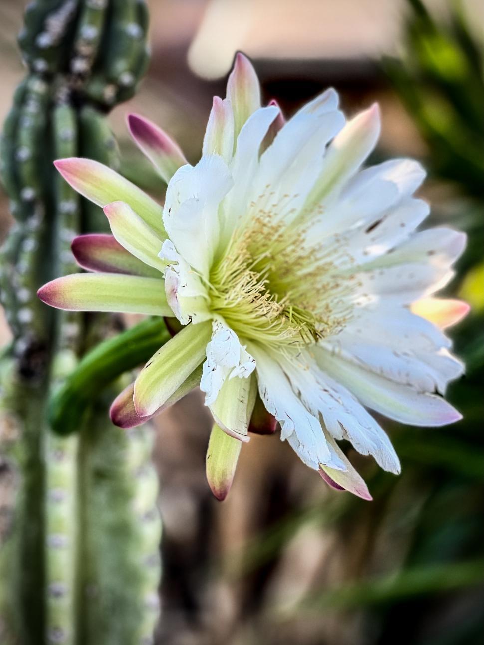 Free Image of White cactus flower blooming on a sunny afternoon 