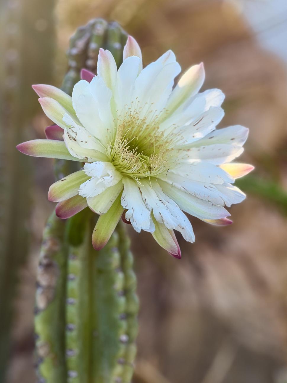 Free Image of Spectacular cactus flower blooming in natural desert 