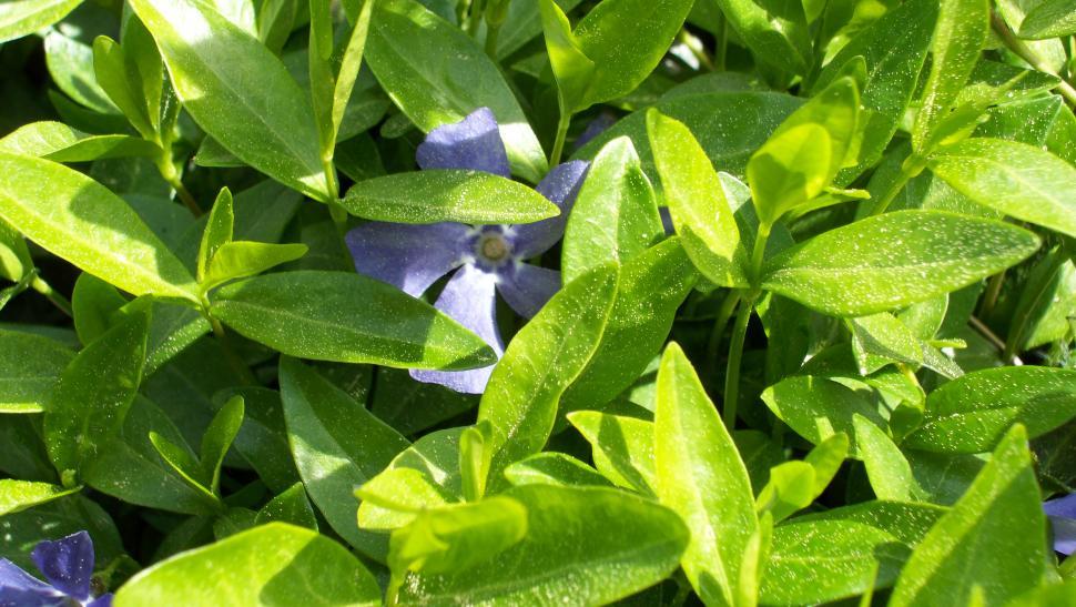 Free Image of Collection of various flowers 