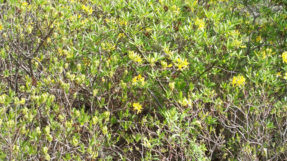 Free Image of Collection of various flowers 