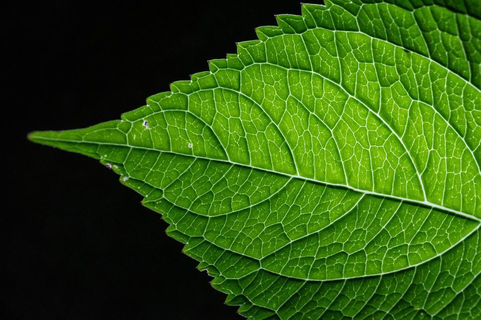 Free Image of Close-up view of a vibrant green leaf in detail 