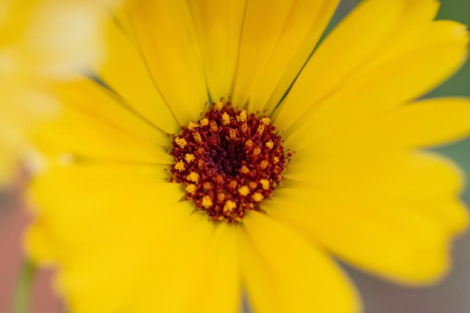 Free Image of Close-up view of a vibrant yellow flower with a dark center 