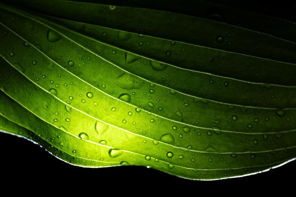 Free Image of Close-up of wet leaf illuminated by soft light 