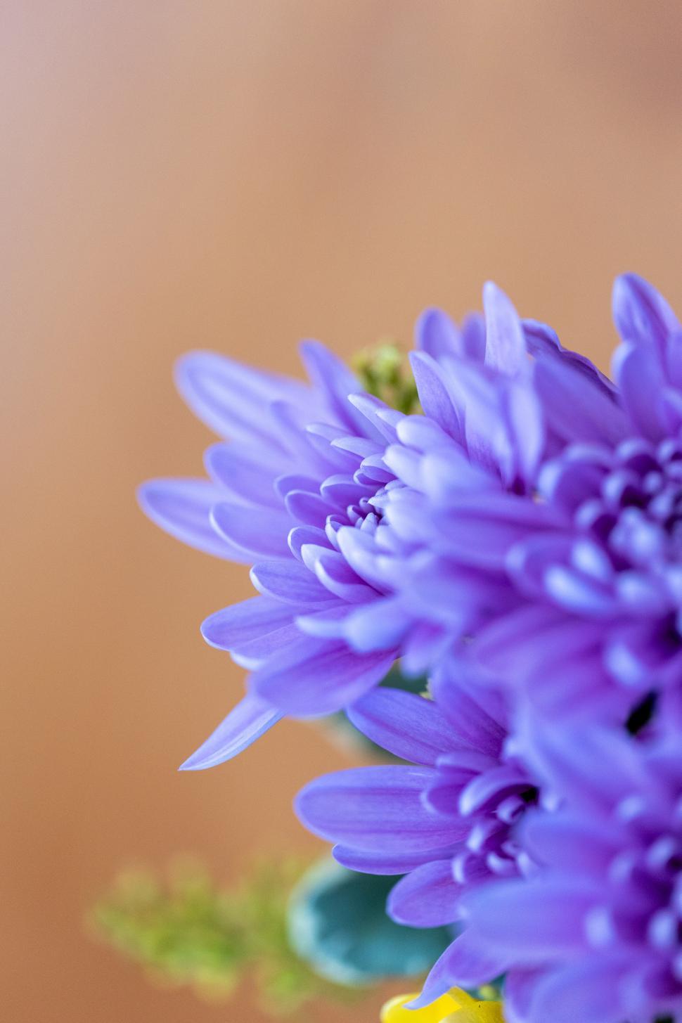 Free Image of Purple flowers arranged in a soft focus setting 