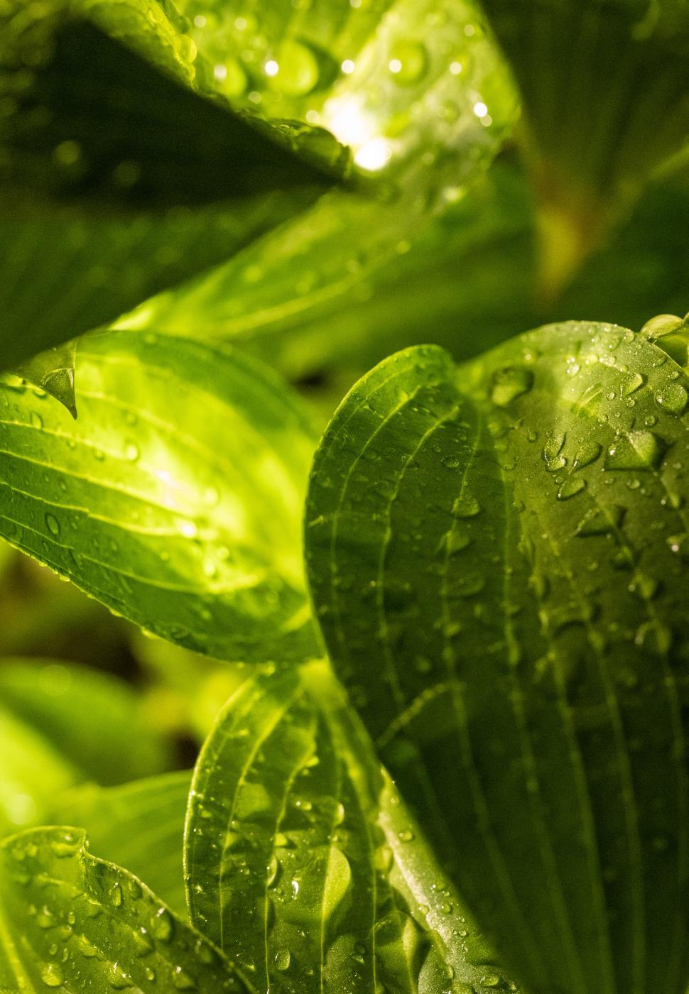 Free Image of Vibrant green leaves glistening with water droplets 