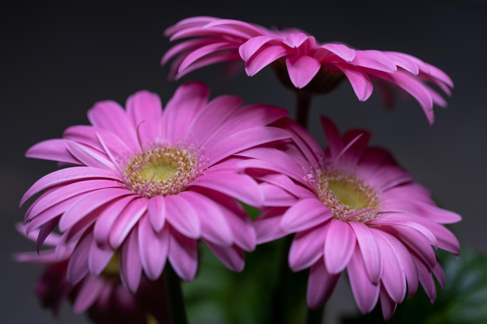 Free Image of Beautiful pink flowers blooming in a serene setting 