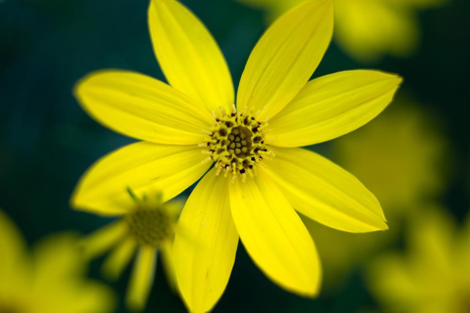 Free Image of Bright yellow flower blooms in nature s garden setting 