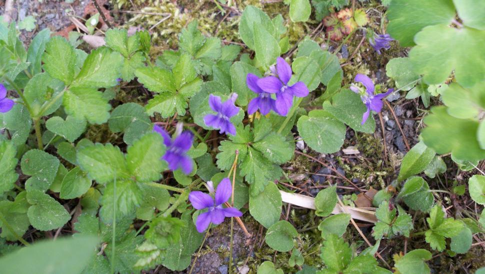 Free Image of Collection of various flowers 