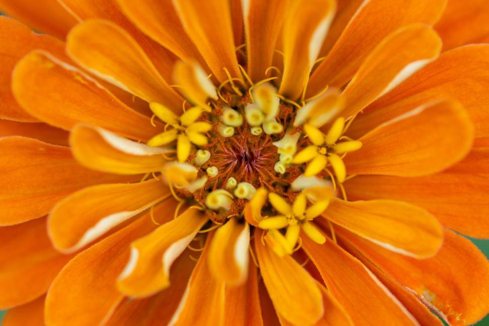 Free Image of Summer garden zinnia blooms bright orange 