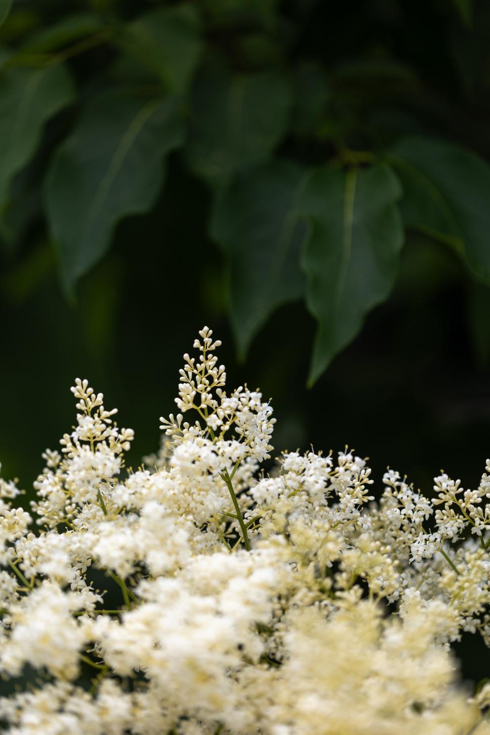 Free Image of Beautiful white flowers blooming against dark green foliage 