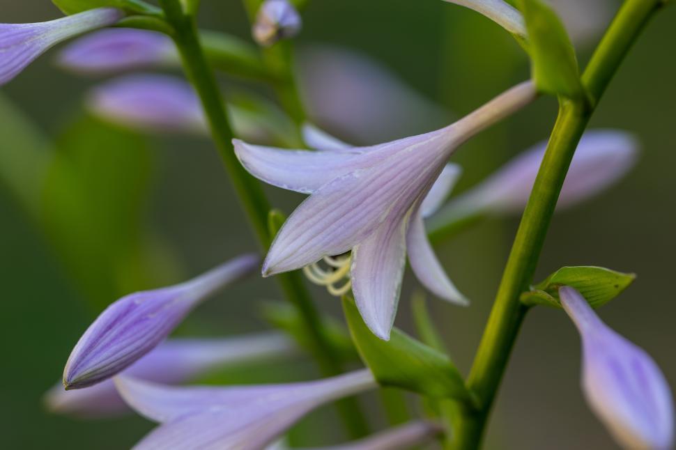 Free Image of Purple hosta flowers bloom in a serene garden setting 