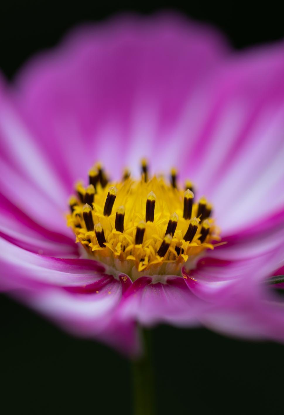 Free Image of Beautiful pink flower with yellow center captured up close 