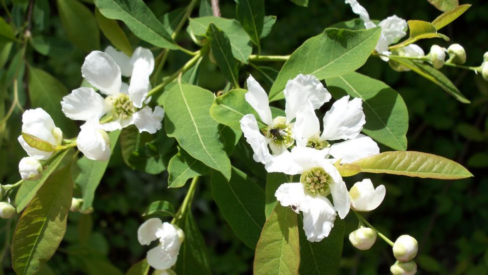 Free Image of Collection of various flowers 