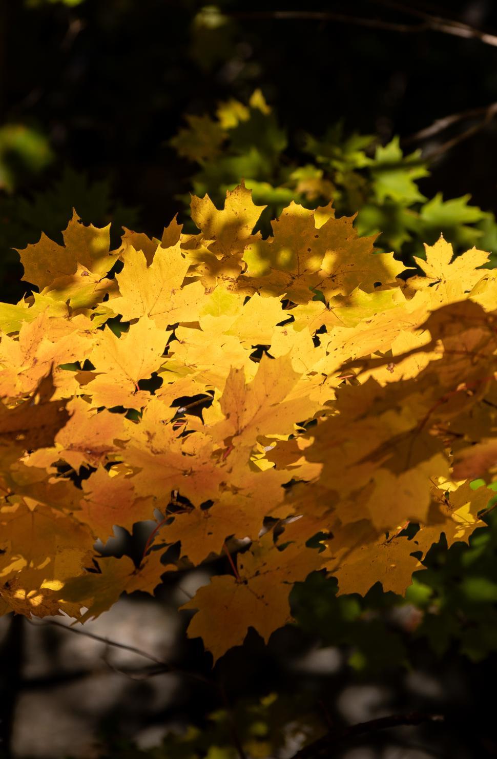 Free Image of Vibrant yellow maple leaves illuminated by sunlight 