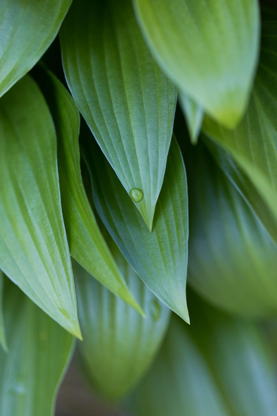 Free Image of Lush green leaves with dewdrops in a natural setting 