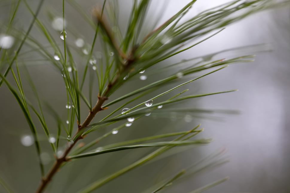 Free Image of Rain droplets cling to the green pine needles after a gentle shower in the forest 