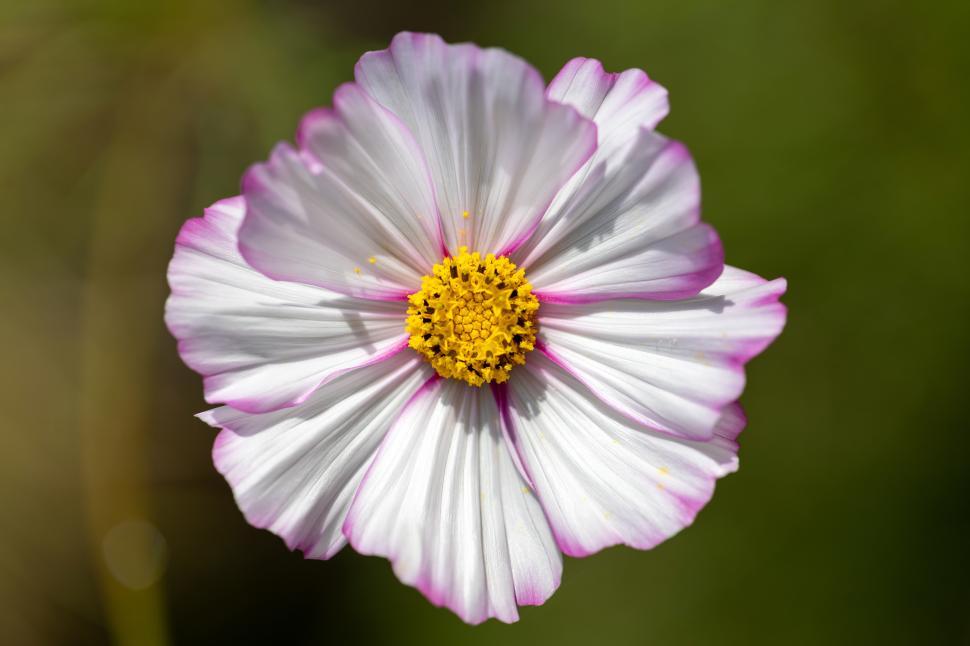 Free Image of Colorful cosmos flower in full bloom on a sunny day 