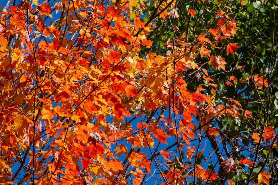 Free Image of Vibrant autumn leaves create a colorful display against a clear blue sky 