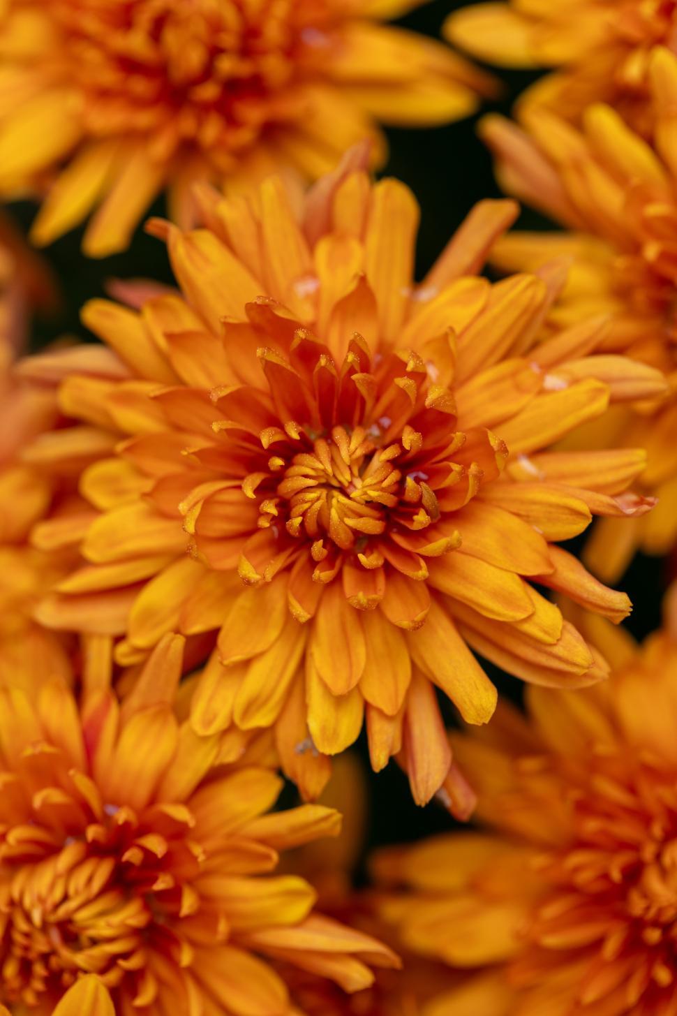 Free Image of Vibrant orange flowers blooming in a garden setting 