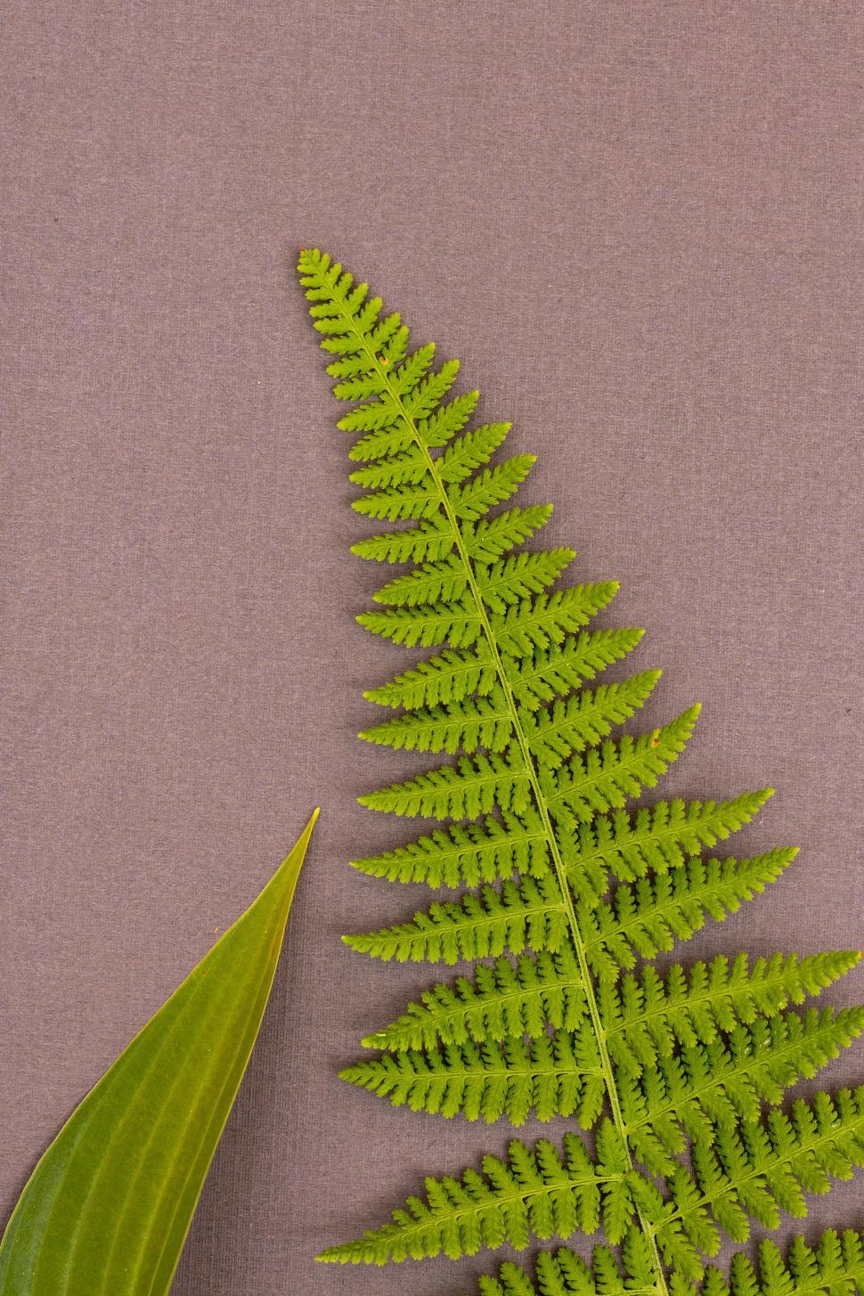 Free Image of Green fern leaves on textured background in natural setting 
