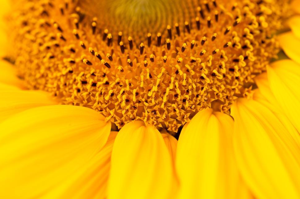 Free Image of Vibrant sunflower close-up reveals intricate details 