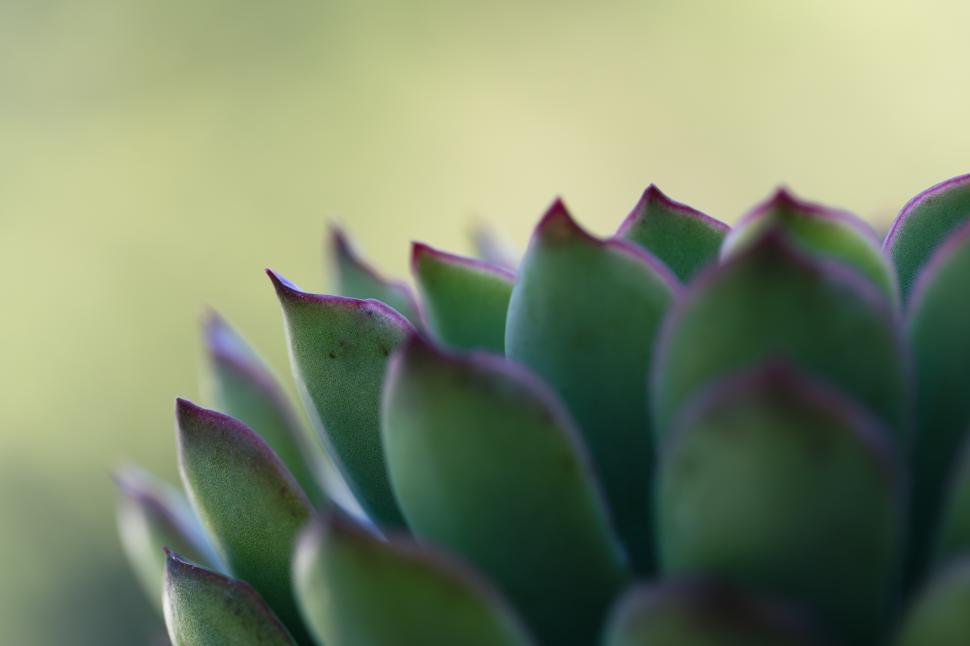 Free Image of Detailed view of succulent plant with vibrant tips 