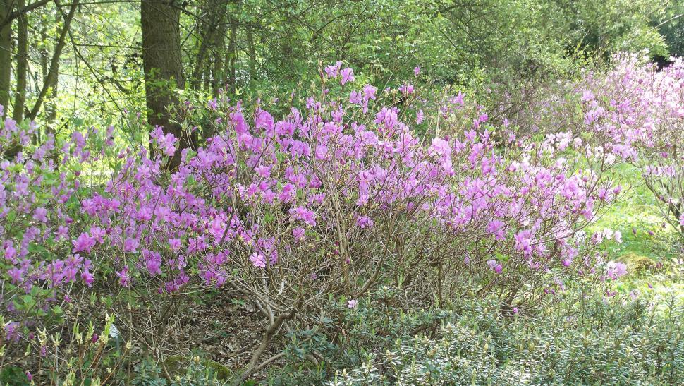 Free Image of Collection of various flowers 