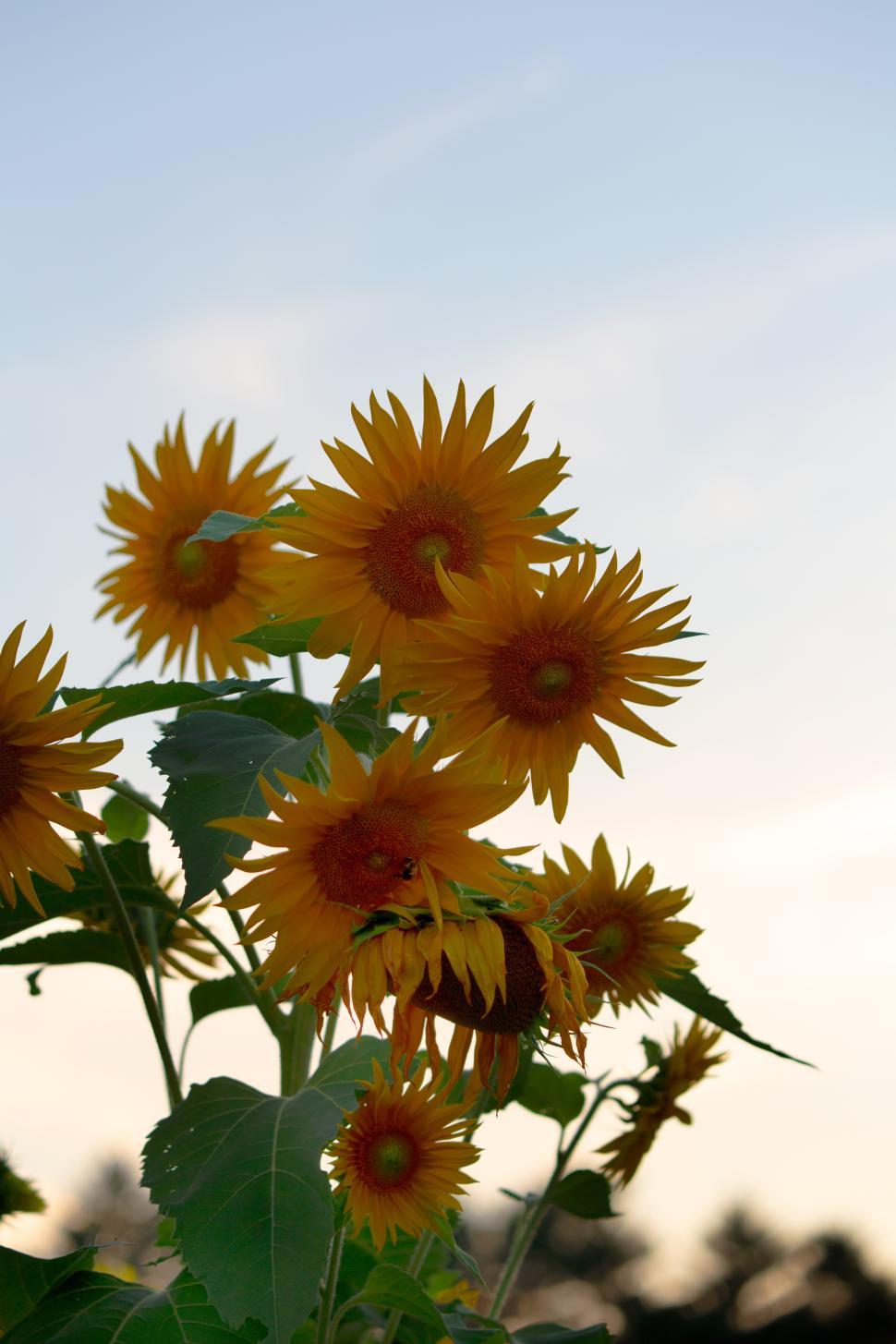 Free Image of Sunflowers bloom at dusk in a tranquil garden setting 