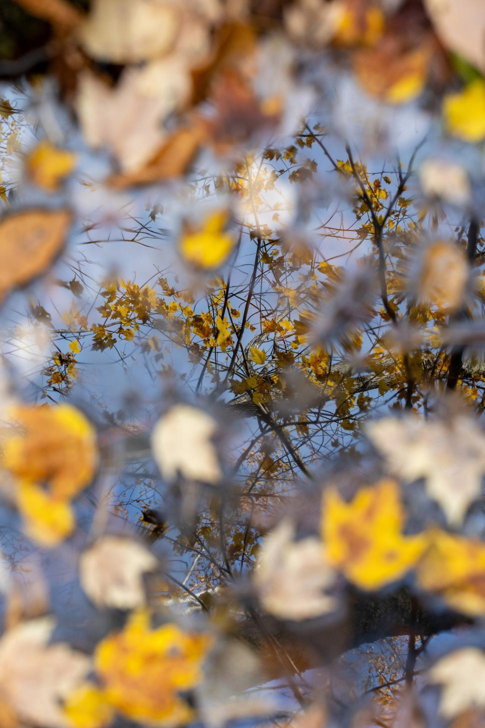 Free Image of Reflection of autumn leaves on calm water 