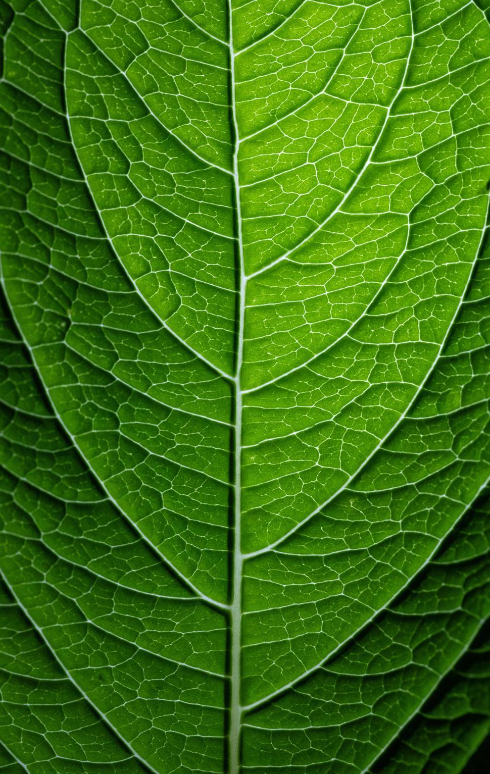 Free Image of Detailed close-up of a vibrant green leaf structure 