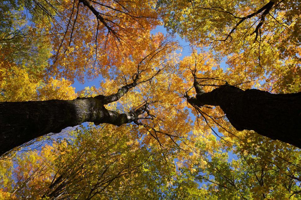 Free Image of Looking up at autumn foliage under a clear blue sky 