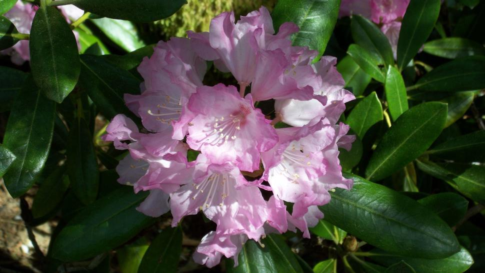 Free Image of Collection of various flowers 