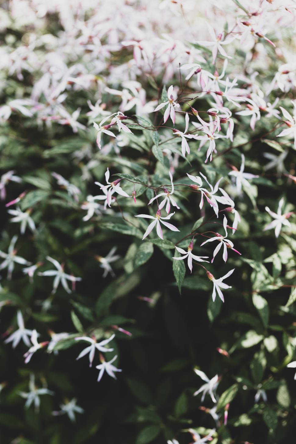 Free Image of Floral display of delicate white flowers in a garden 