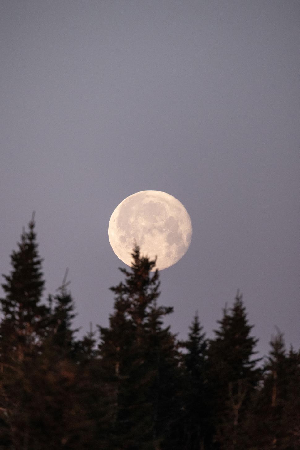 Free Image of Full moon rising over dense pine trees at twilight 
