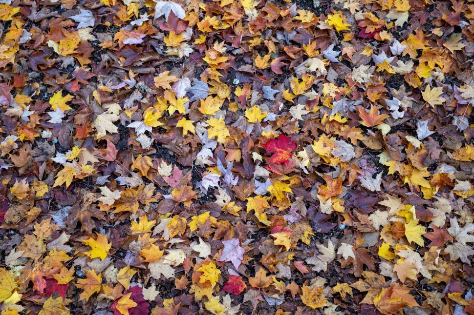 Free Image of Colorful autumn leaves cover the forest floor 