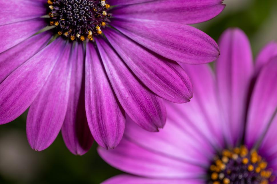 Free Image of Beautiful purple flowers bloom in a garden setting 