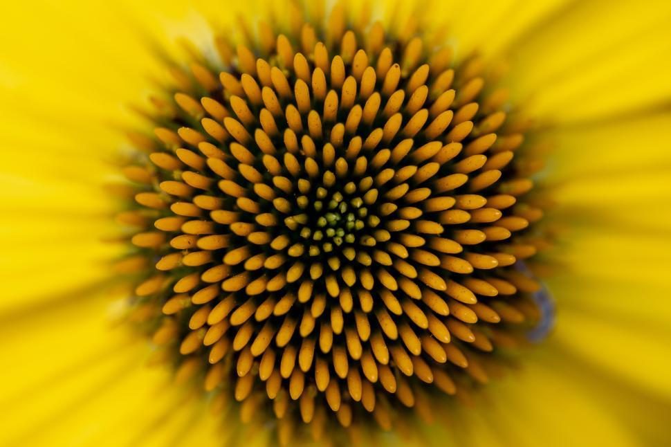 Free Image of Close-up of vibrant yellow flower petals in full bloom 