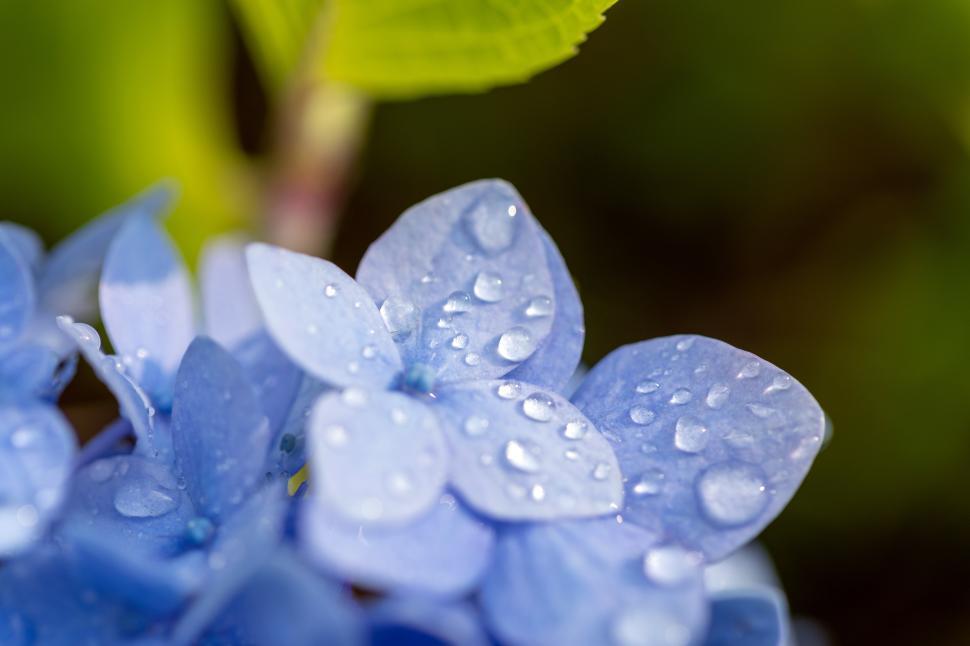 Free Image of Close-up of blue hydrangea with water droplets 