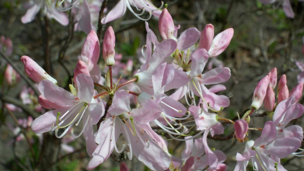 Free Image of Collection of various flowers 