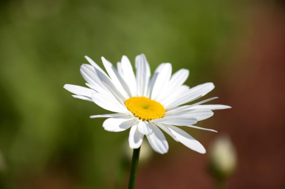 Free Image of Bright white daisy blooms in a garden during daylight 
